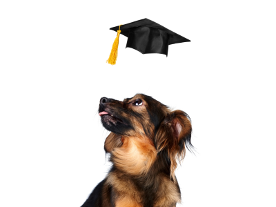 How to Choose the Dog Grooming Course That’s Right for You