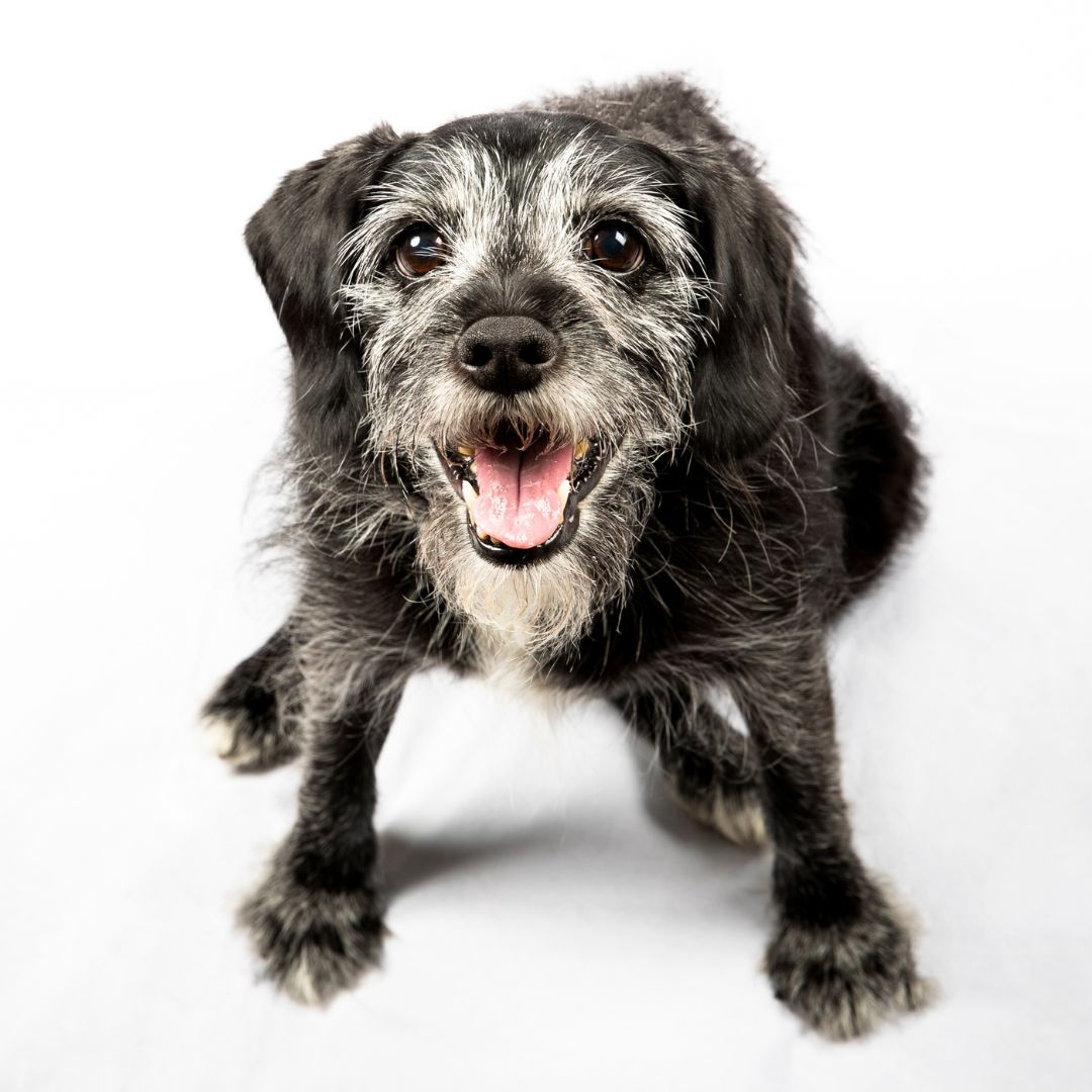 Special Grooming Care for Senior Dogs