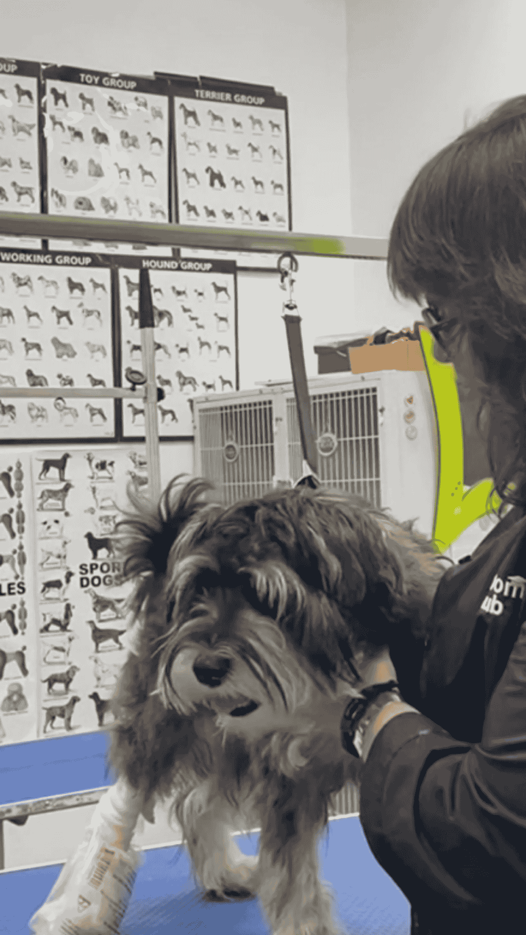 You’re grooming a puppy with an injury