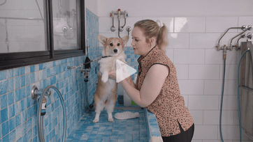Lucy - Corgi Puppy Bath and Tidy (and mini peach bum!)