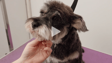 Michelle and Ruby: A Textured Teddy Schnauzer Trim