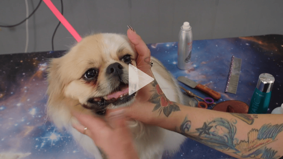 Tibetan Spaniel Masterclass with Willow and Tep