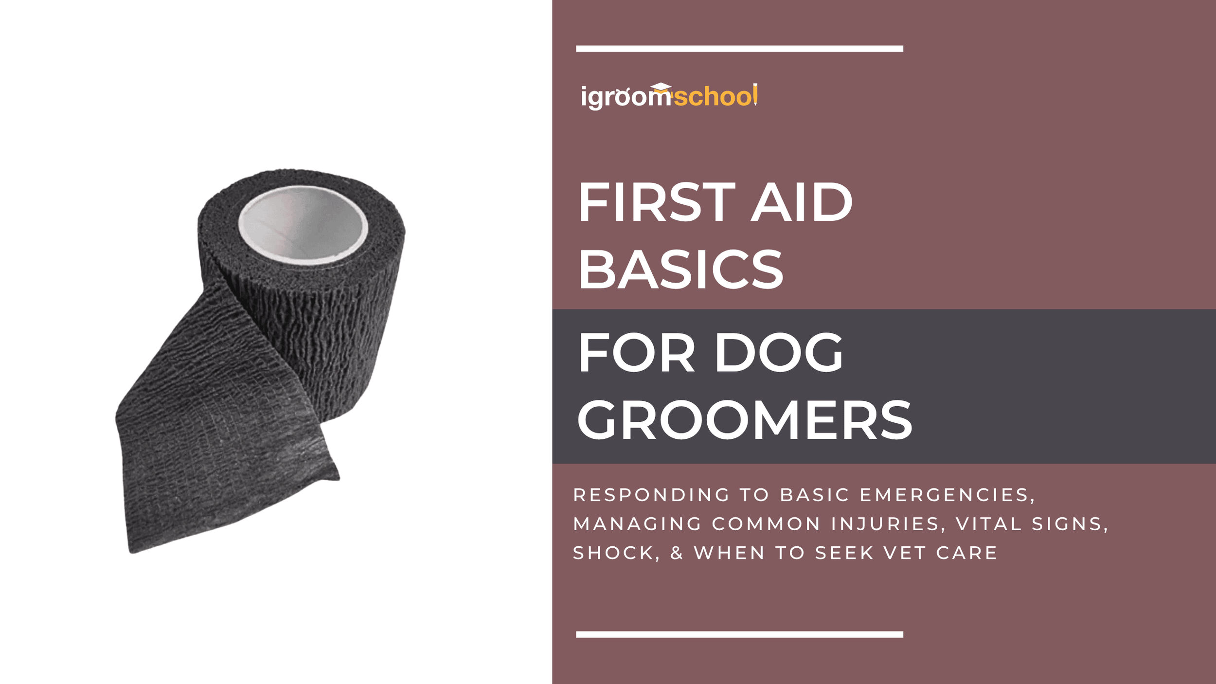 New Course at igroomschool | First Aid Basics