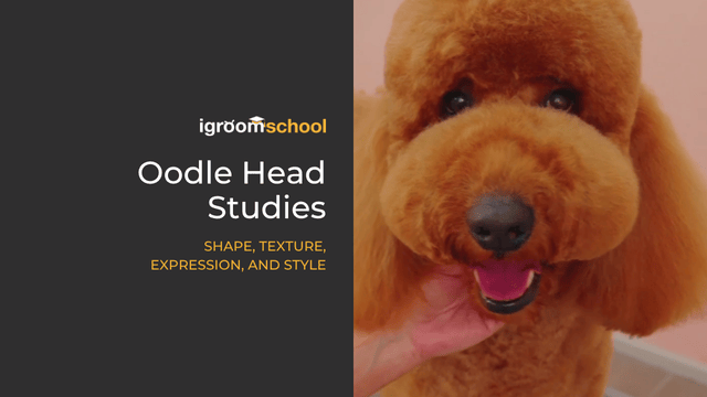 New Course at igroomschool | Oodle Head Studies