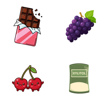 Toxic Foods for Dogs: What Every Dog Professional (and Owner) Should Know