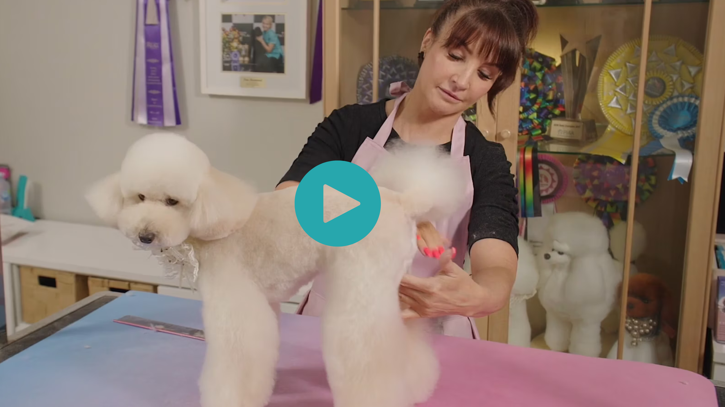 Sweet little Jackson get's the full AF treatment from his girlfriend Prue. Big legs, #3F body and that classic doughnut muzzle teddy head with fluffy ears (5 videos)