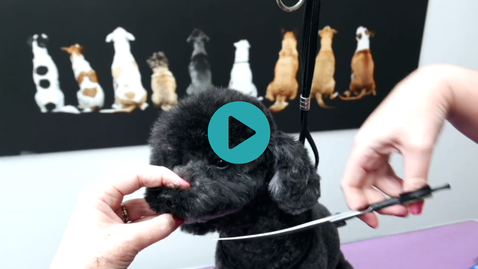 A cute twist on an Asian Fusion classic, a little bob ear on one side, swirls to meet a full mushroom on the other side. Jimmy and Michelle have all the tips (3 videos)