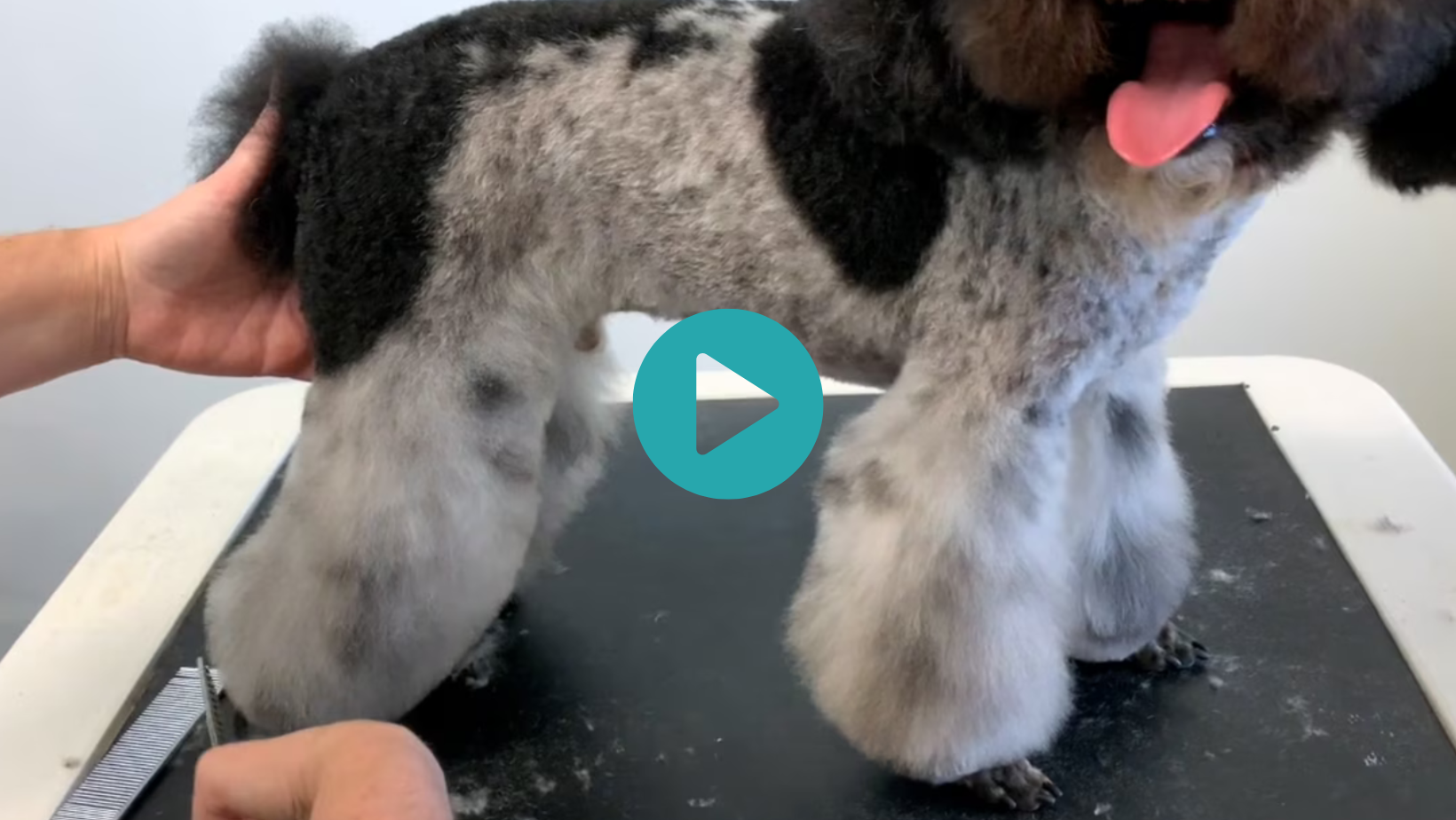 Big Head + Flared Legs - owners love this look! Learn it from Sue and Bronson (6 videos)