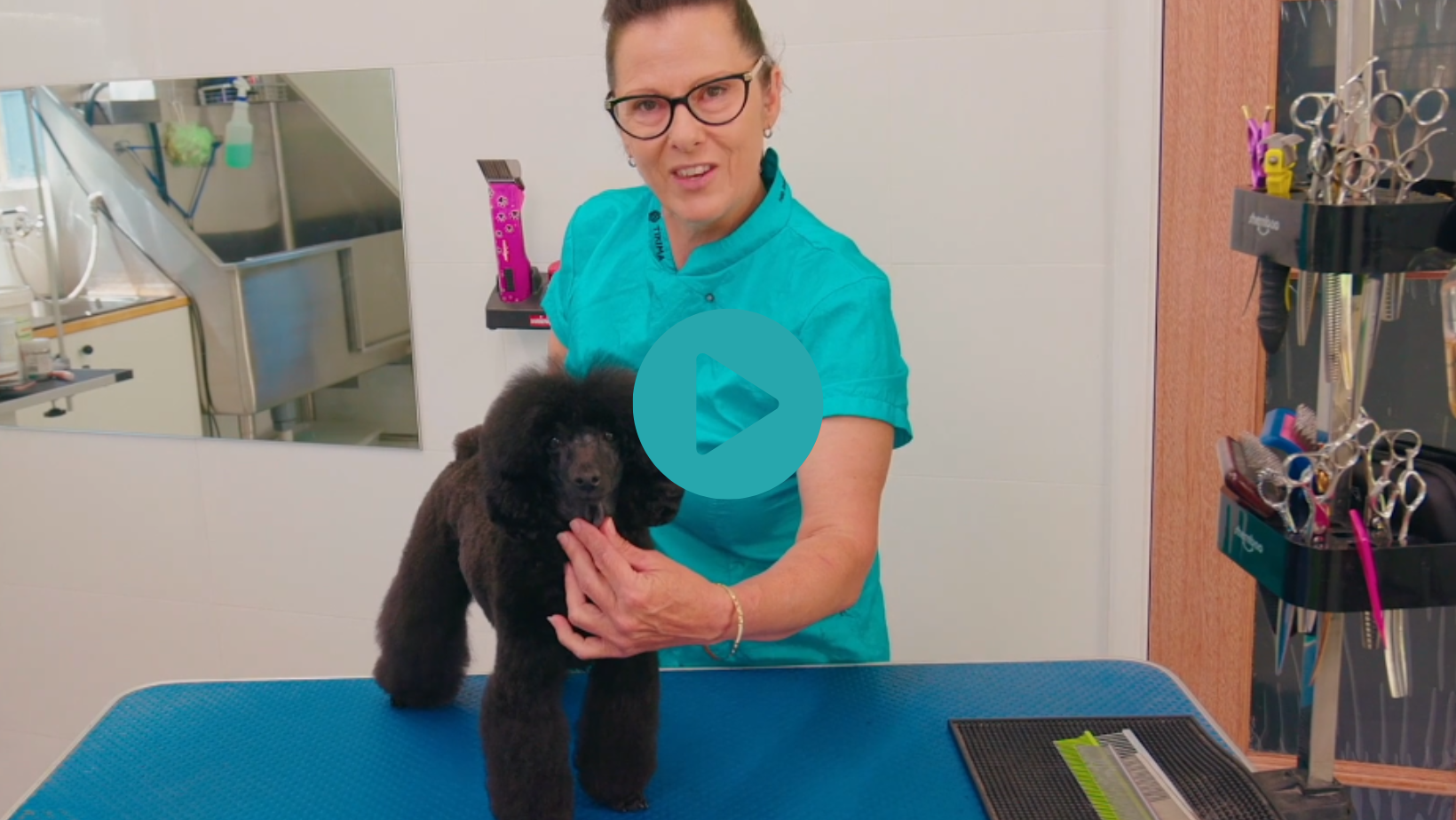 Betty and Chuckie explore a pared back Asian Fusion trim, for owners who want a bit of spunk but cannot brush their dog (!) (4 videos)