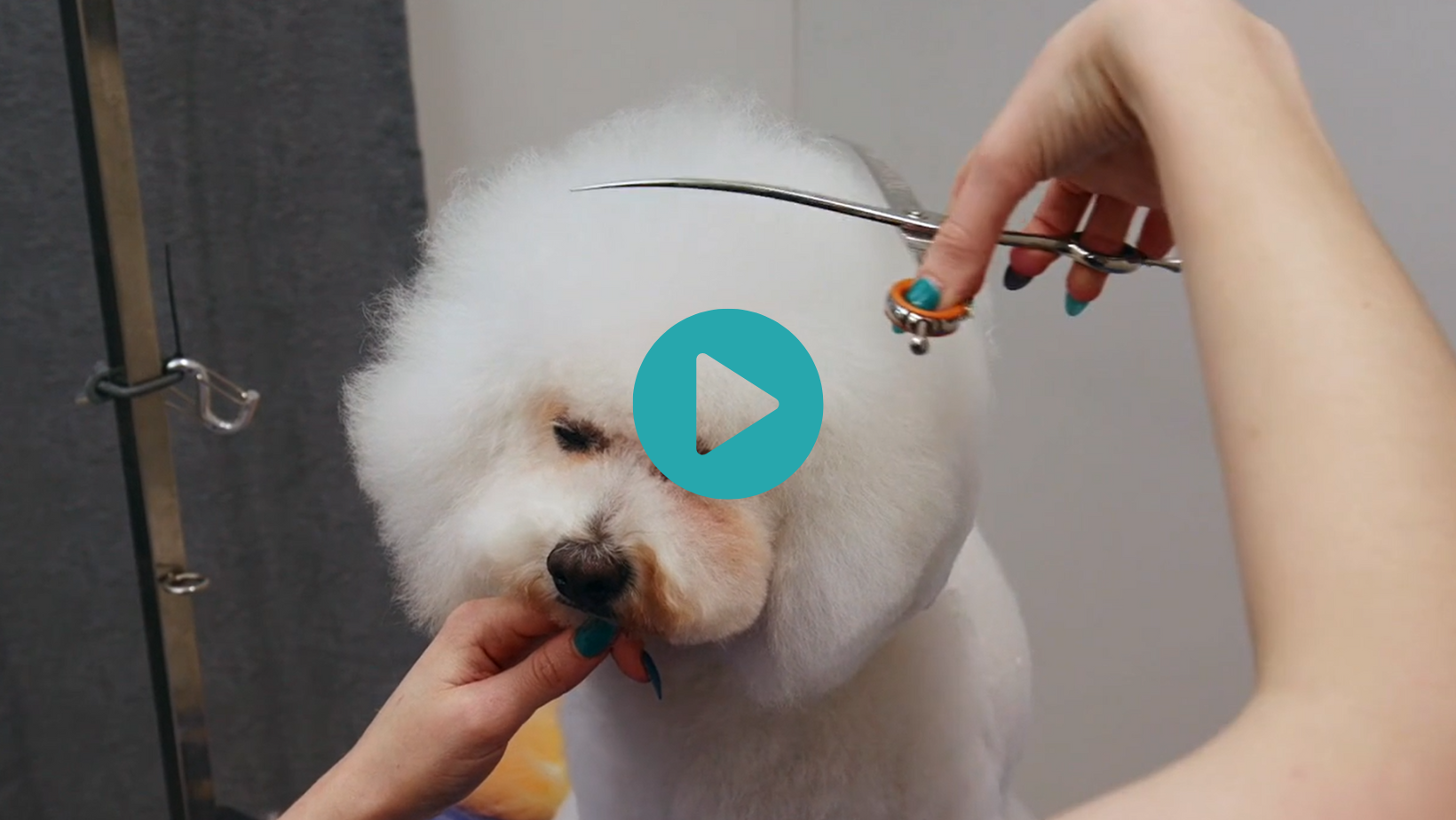 Cas has so much beautiful coat. Watch as Jess scissors a big mushroom head and some classic, full Teddy legs (4 videos)