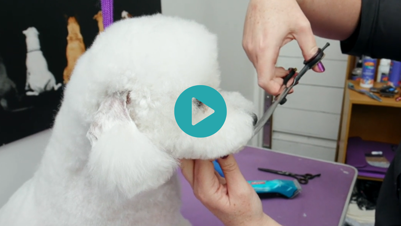 A cute Bedlington ear for Rocket and some fabulous tips on exaggeration and angulation - crucial elements in Asian Fusion - from Michelle (6 videos)
