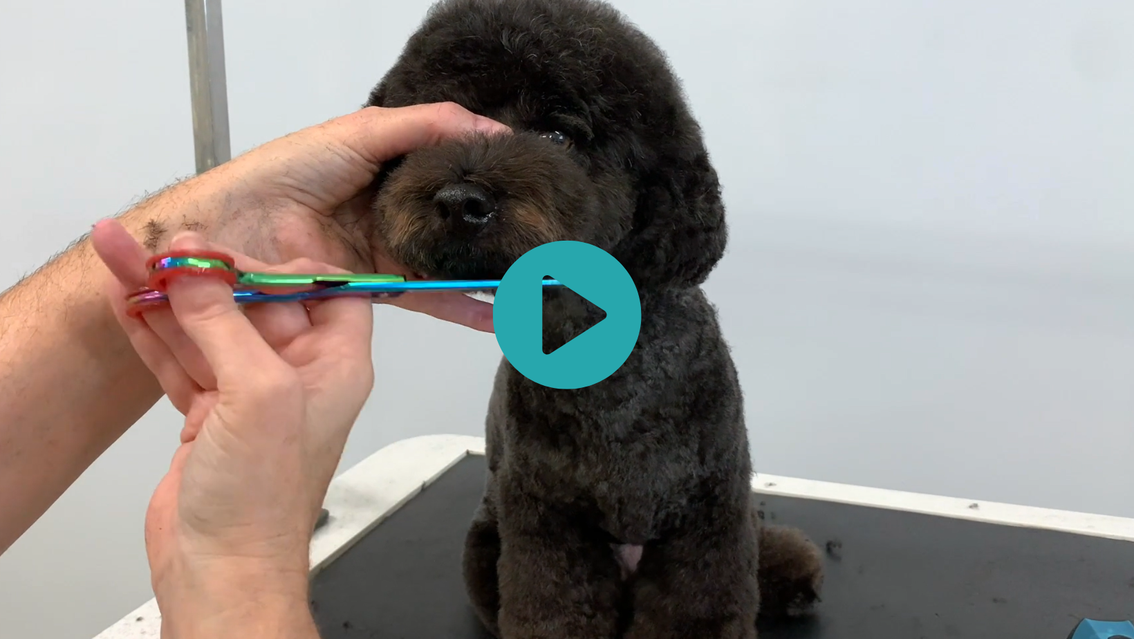 Handsome Hugo gets a Mushroom Head, along with Sue's best bathing, drying and prep tips to boot (5 videos)