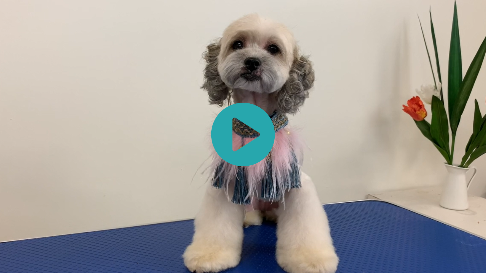 Little Miss Honey is Sue's beautiful model as she demonstrates how she curls the ears on a straight coat (3 videos)