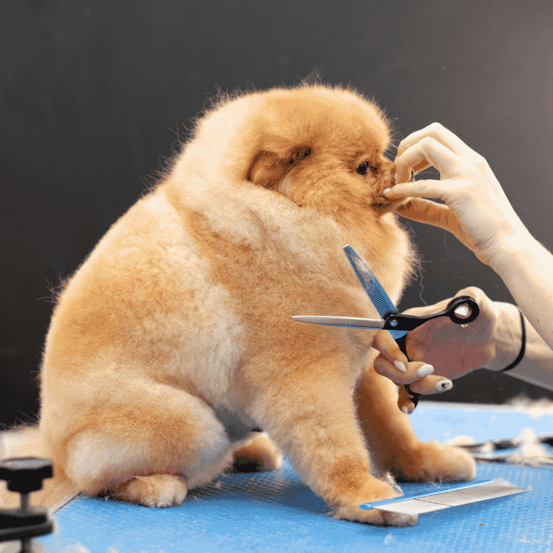 Learning Dog Grooming: What Works, What Doesn’t, and Why