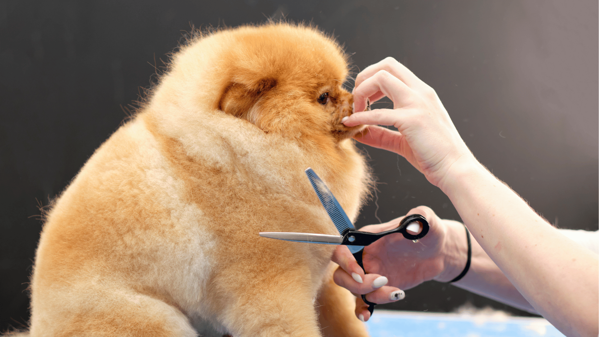 Blog | Learning Dog Grooming (What Works)