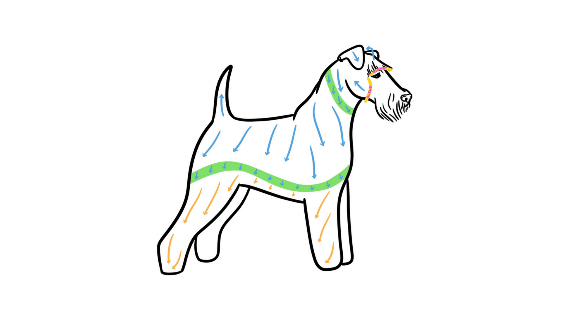 Blog | The Origins of Breed Trims (and Who Decided This?)