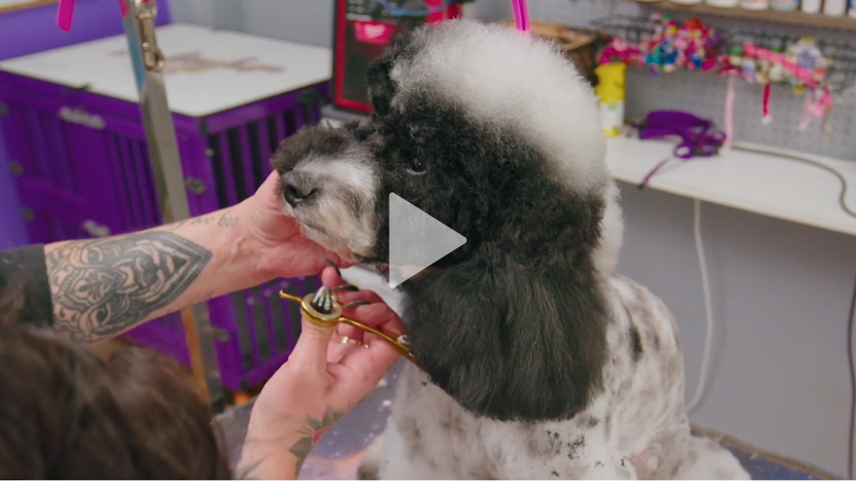 Tep and Cooper’s Asian inspired Cavoodle trim