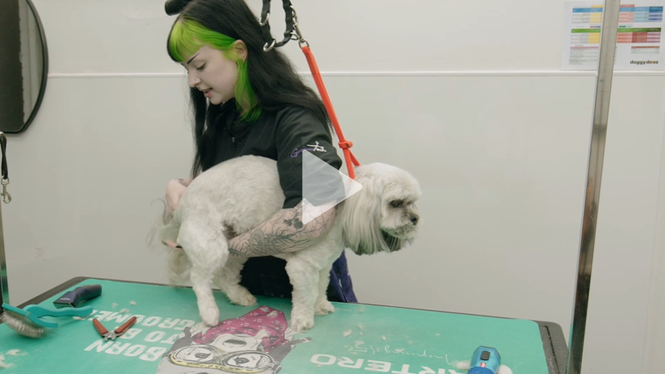 Crash and Tingsha (update on a dog with strong anti-grooming policy)