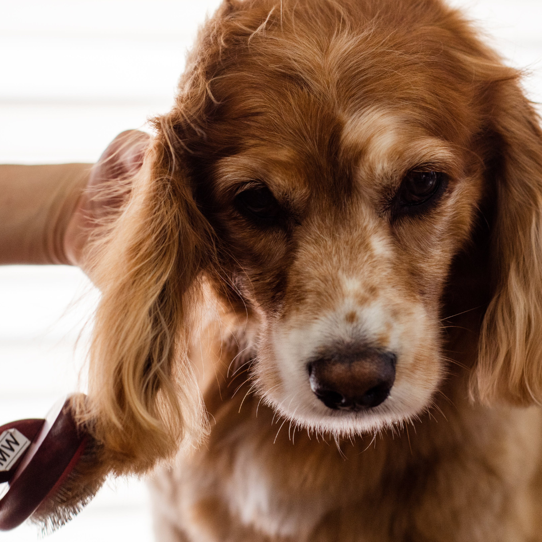 When a Groomer Notices Cognitive Decline First