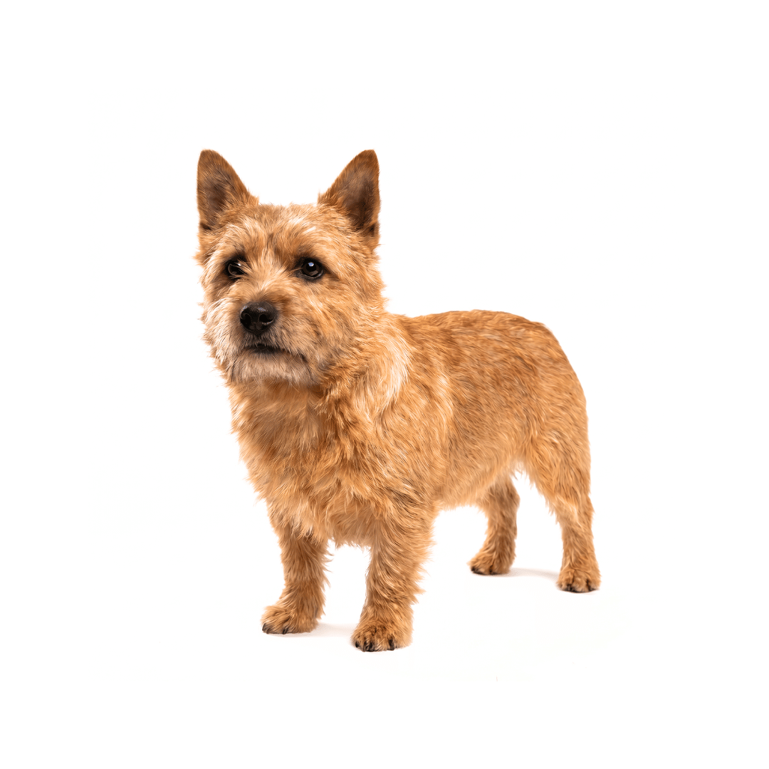 If you're not working a Norwich Terrier every three weeks, you're already behind