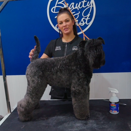 The breed standard is the brief. The dog in front of you is the raw material. The groomer is the one who bridges the two.