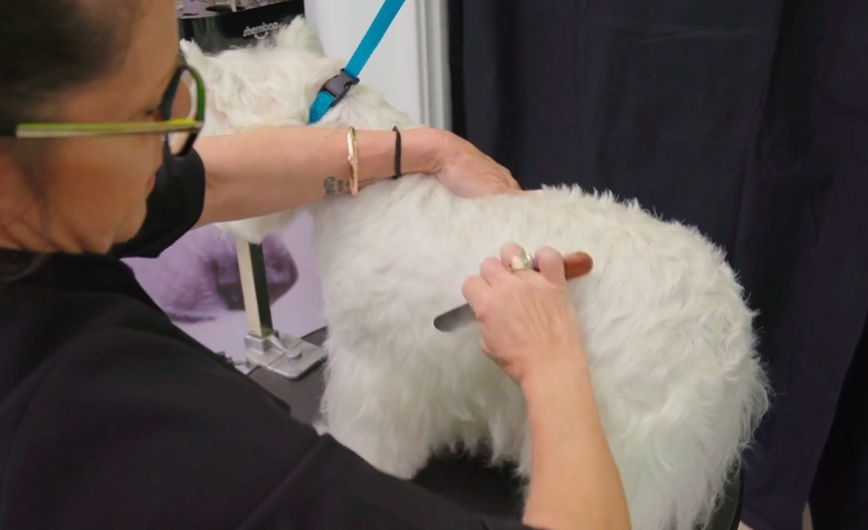 Before you clip a Westie, card it. Here's why.