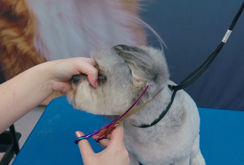 Three heads, one dog, and a very good reason for all of them