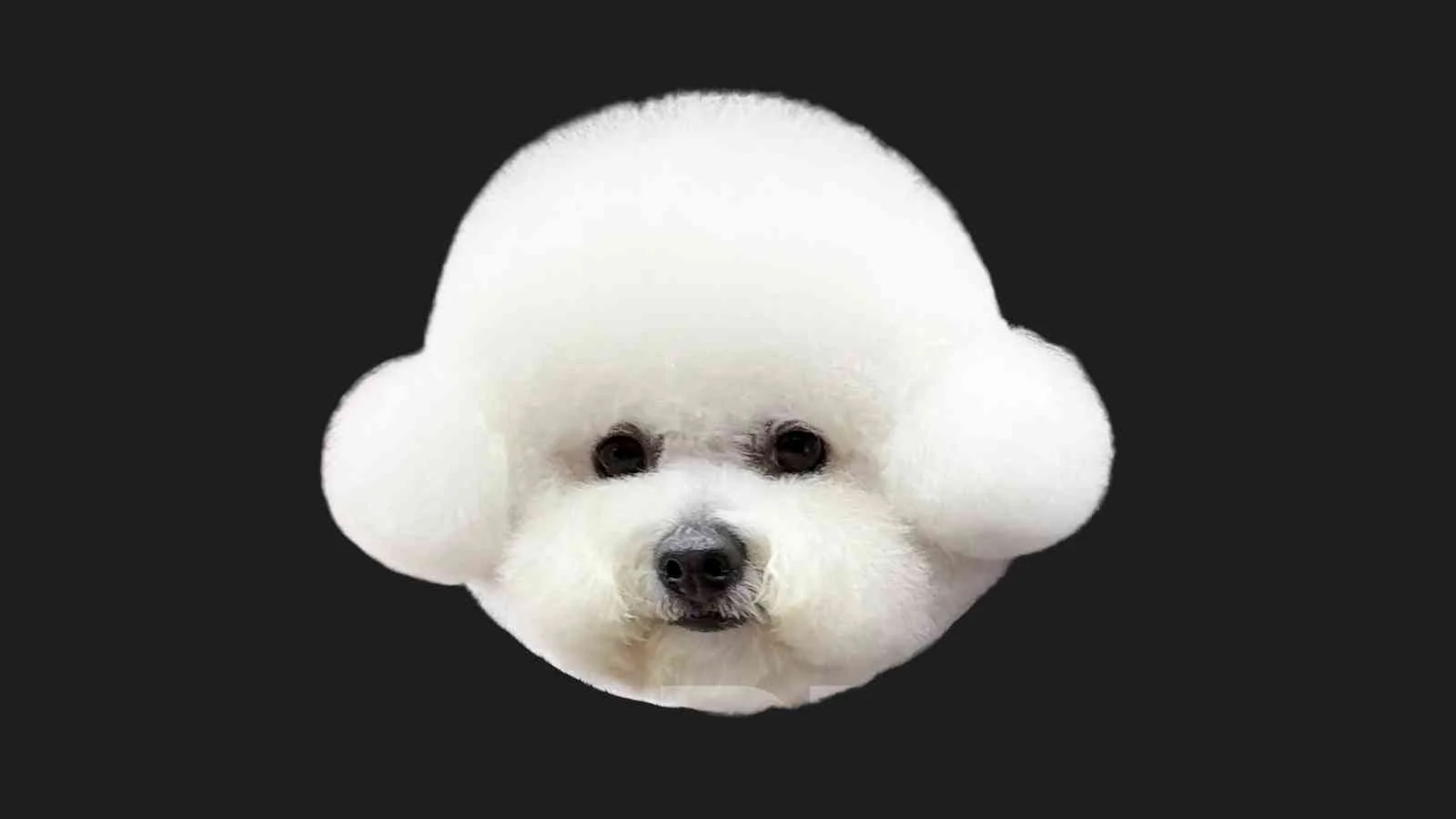 Bichon Earmuff Style Seminar &amp; Workshop
