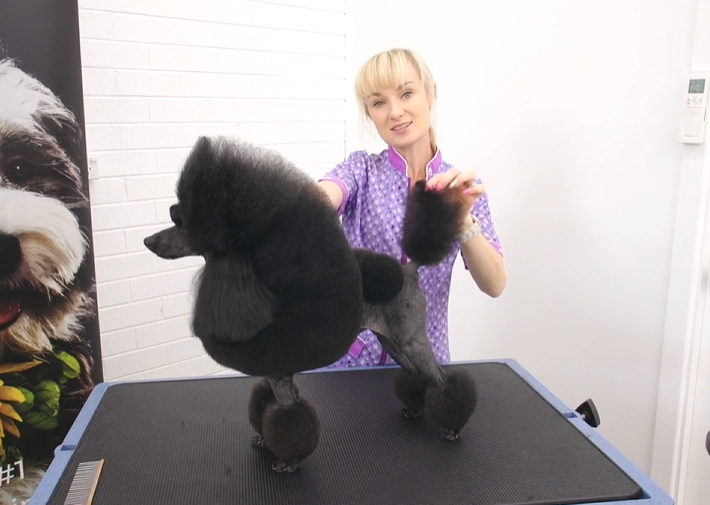 The continental poodle trim, with the person who is quite literally Australia's poodle groomer