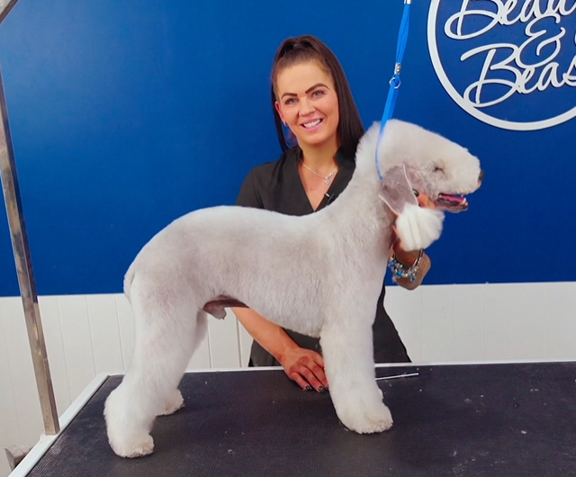 At the highest level, grooming isn't just about making a dog look tidy. It's about making it look correct.