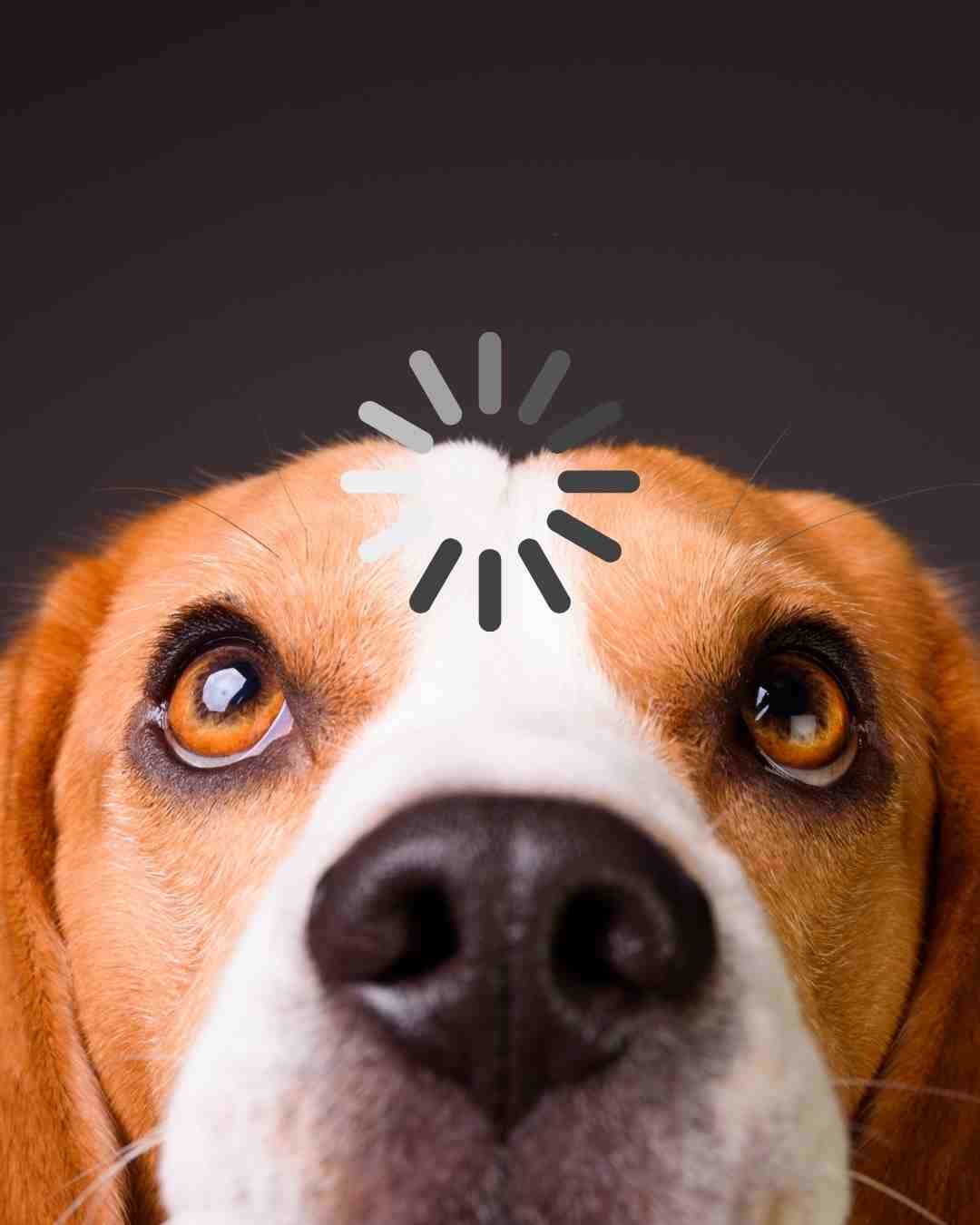 Displacement Behaviour in Dogs