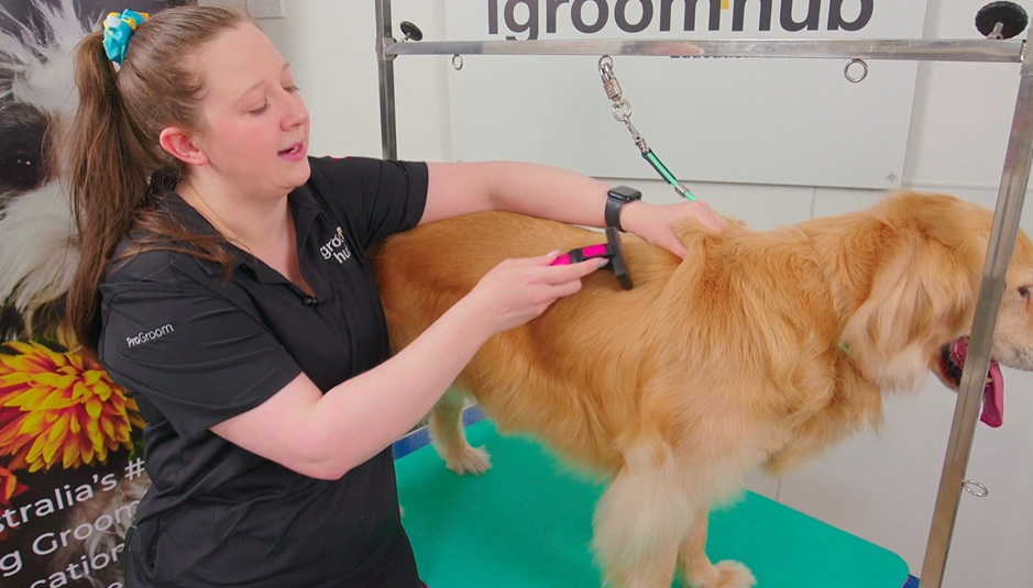 Spay coat: why desexed golden retrievers always look a bit fluffy - and what groomers can do about it