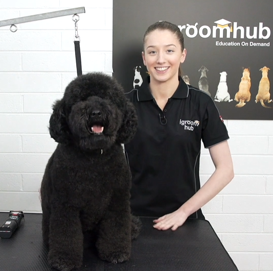 The competition is in four months. The grooming starts now.