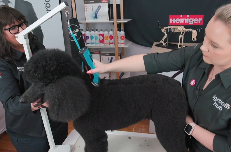 When the client loves a style that doesn't quite fit their dog's life