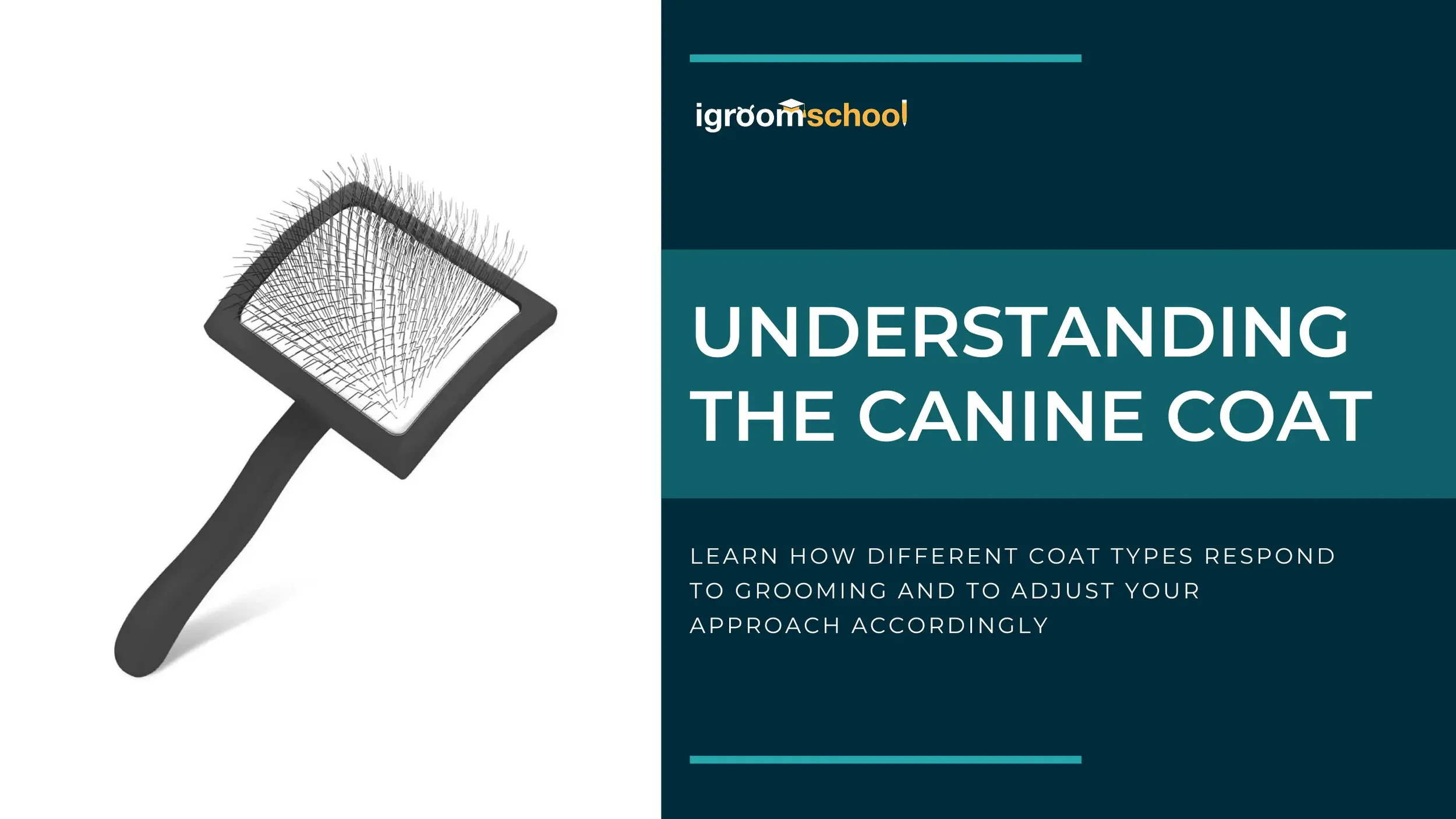 Understanding the Canine Coat