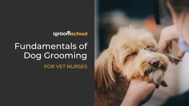Fundamentals of Dog Grooming for Vet Nurses