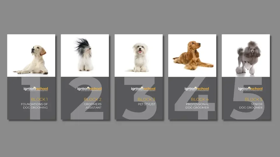 Industry Certification for Dog Groomers
