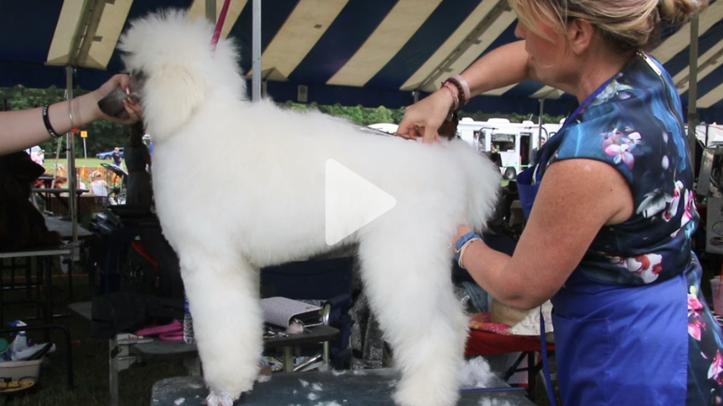 puppy poodle trim.png