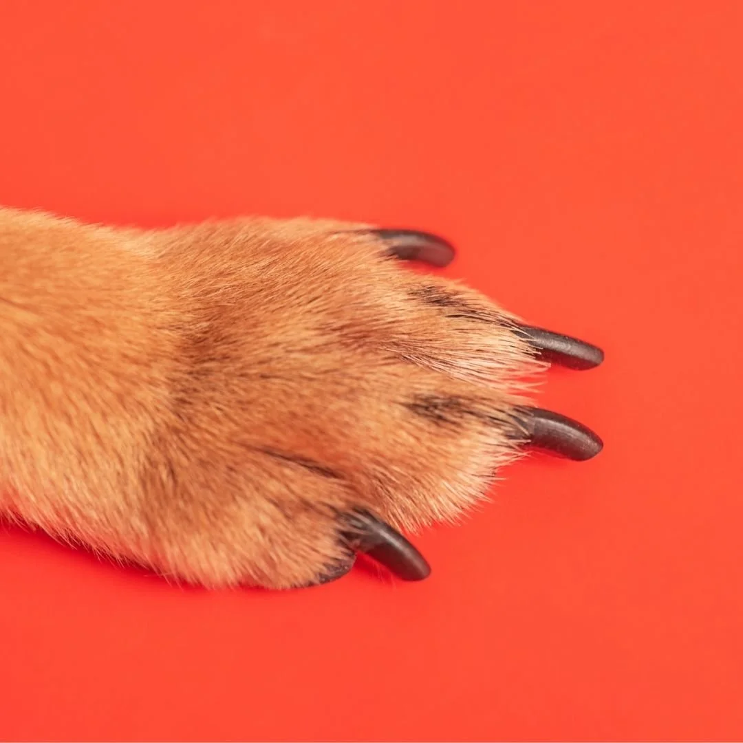Paws for thought