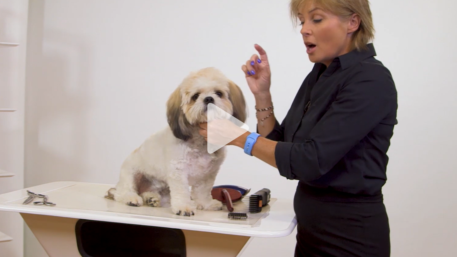 Arnie stars in this Shih Tzu X round head focused tutorial (1 video)