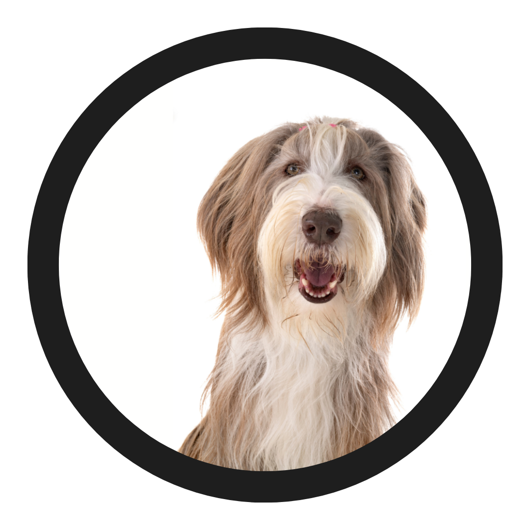 All Working Dog Pet Styles