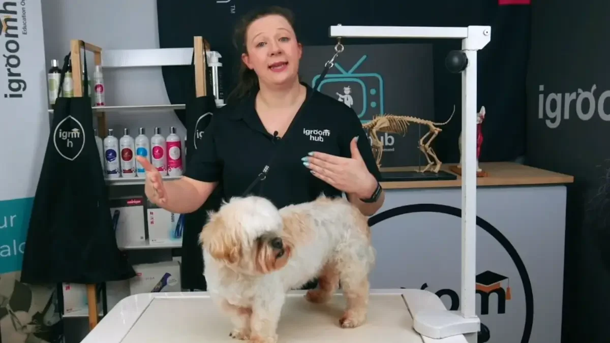 A super detailed groom with Colleen and elderly Shih Tzu X Nilla (7 videos)