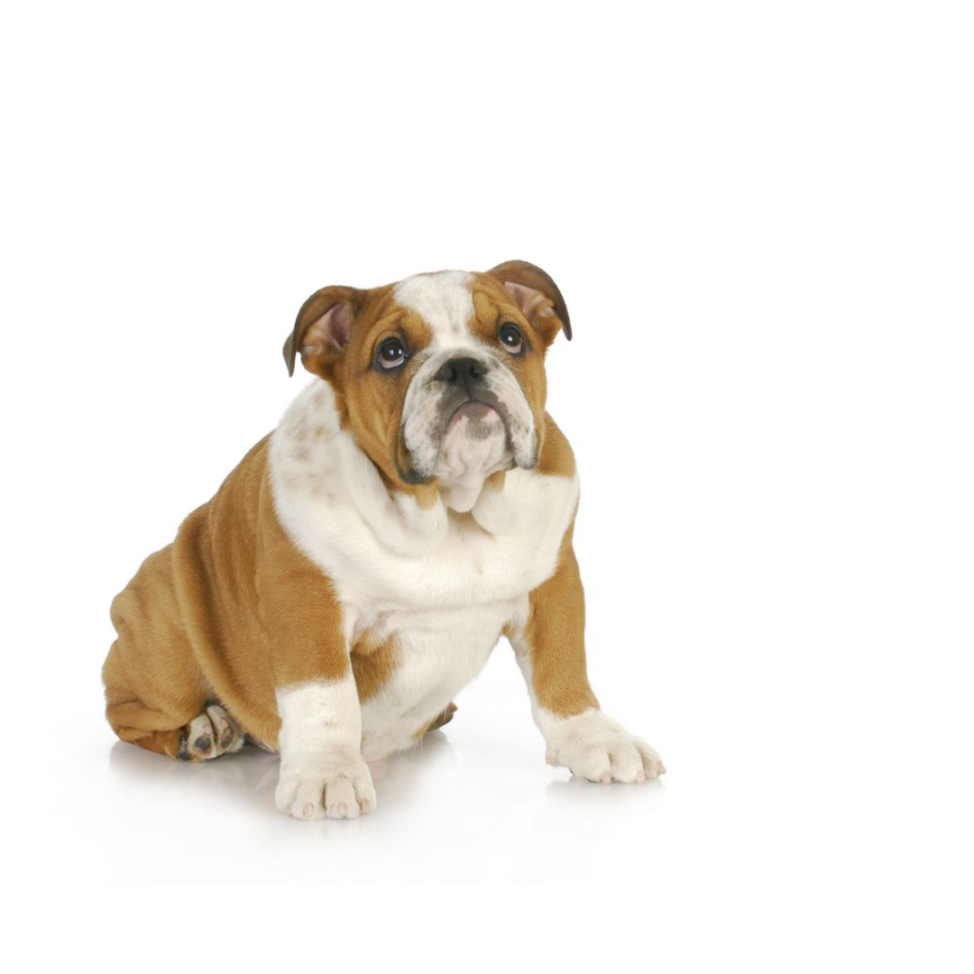 British Bulldog