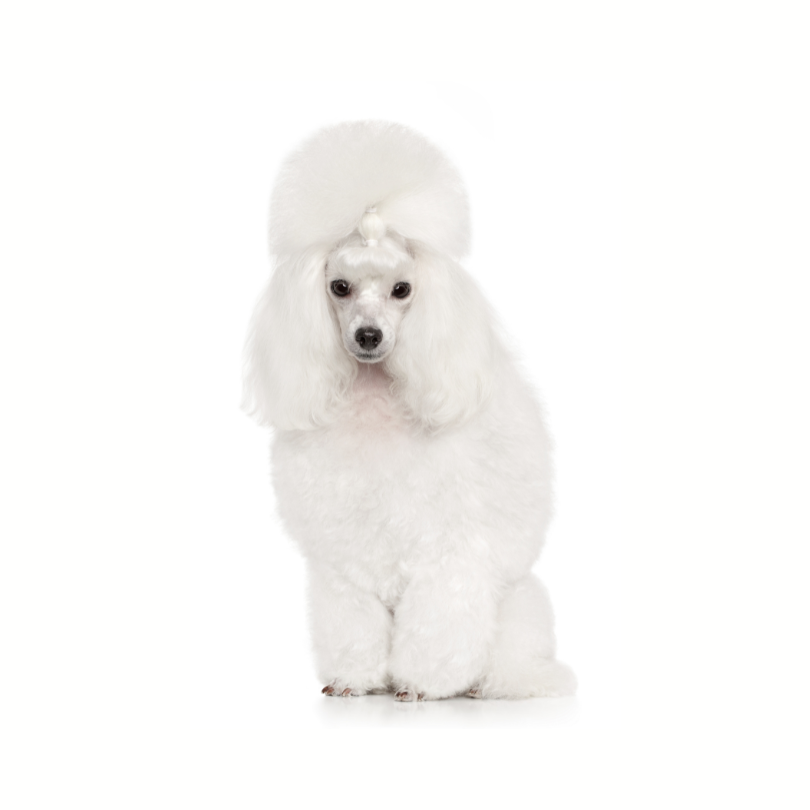 Poodle