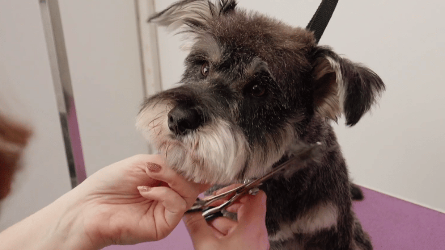 Ruby and Michelle show you a scruffy but polished teddy/schnauzer hybrid. (3 videos)