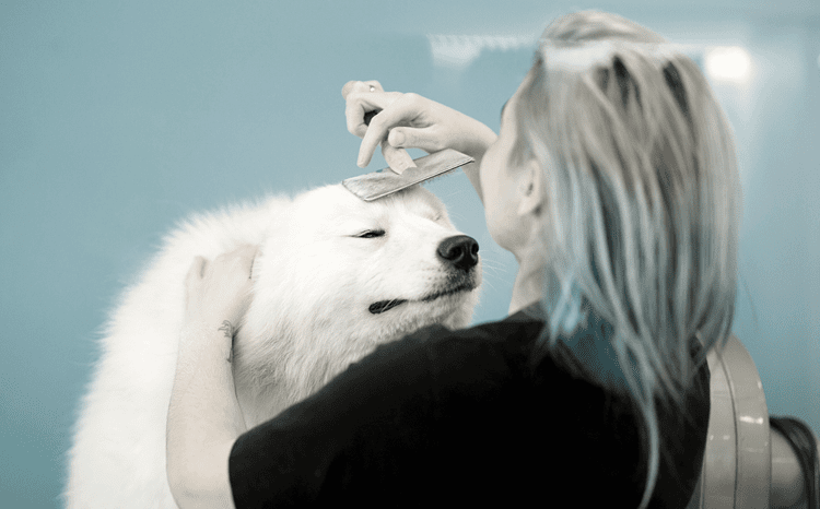 Dog Grooming Education for Students | Tutorials, Safety & Skills ...