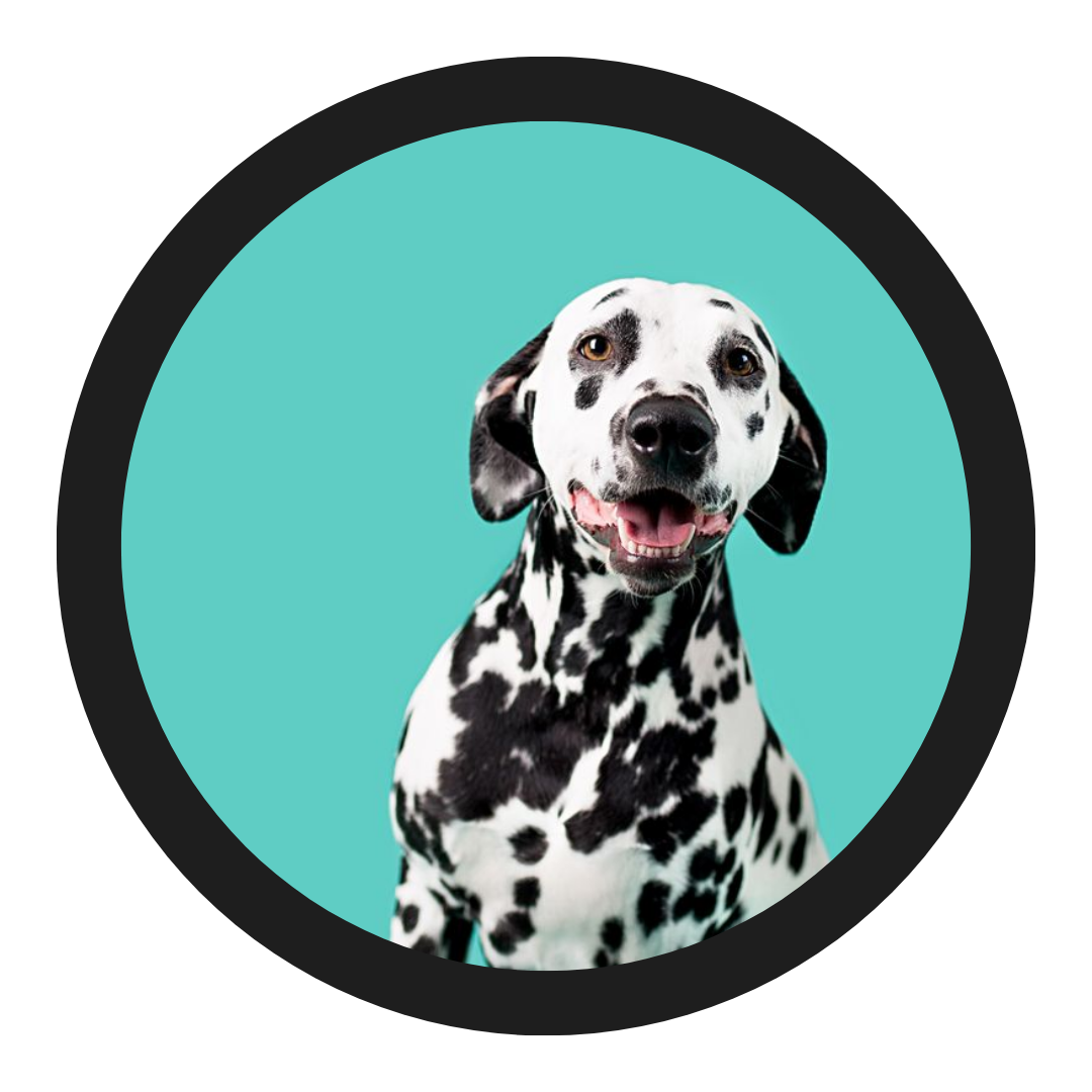 All Group 7 Pet Styles