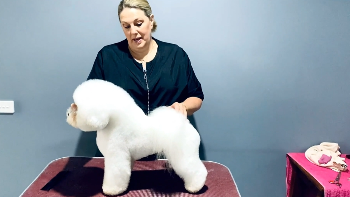 Karen Taylor takes Castielle through a beautifully detailed Bichon Frise pet groom, from body and hindquarter shaping to the crest and classic round Bichon head. (3 videos)