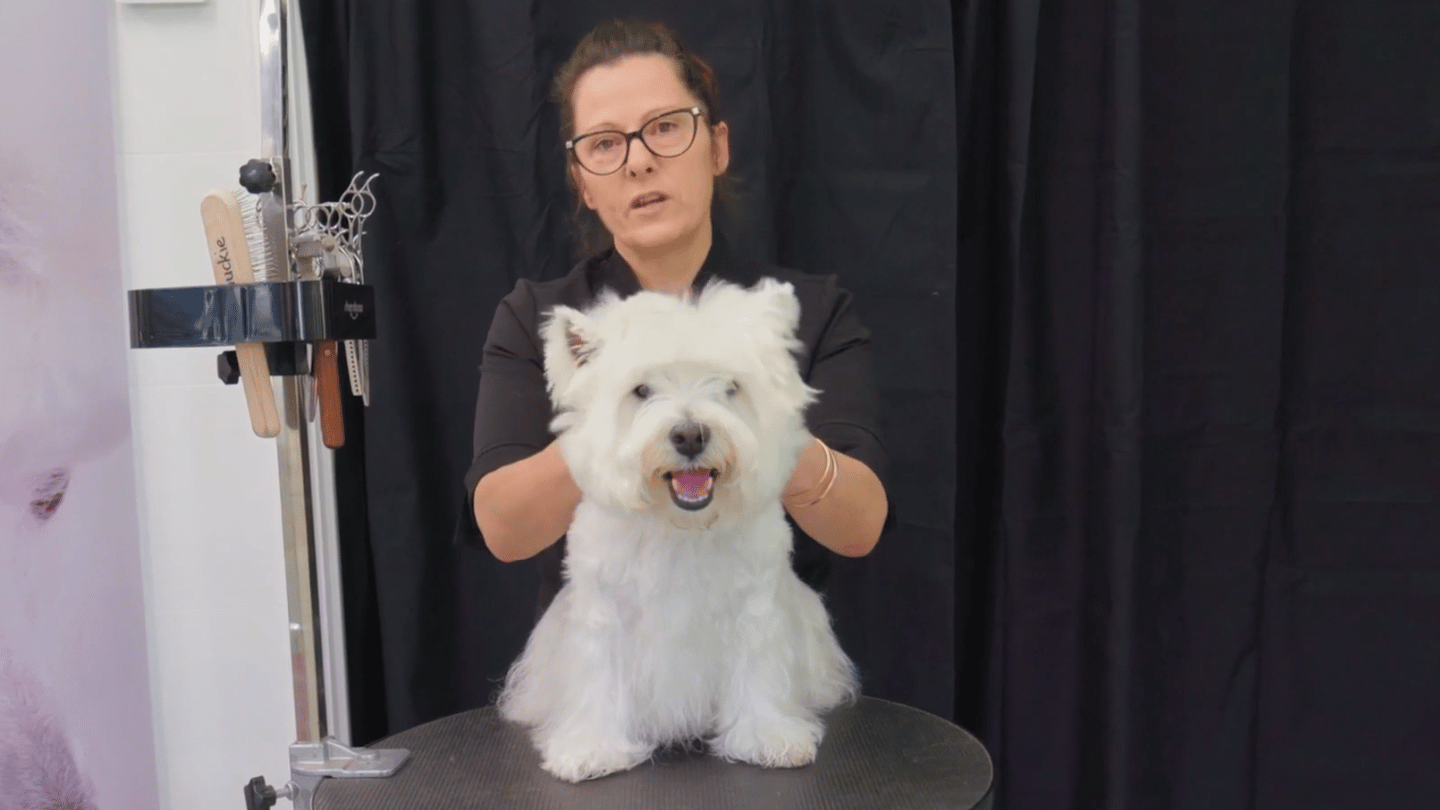 Chuckie takes Hamish through a clipped Westie breed-style groom, with carding, pattern setting, layered furnishings, carrot tail and the classic round head. (3 videos)