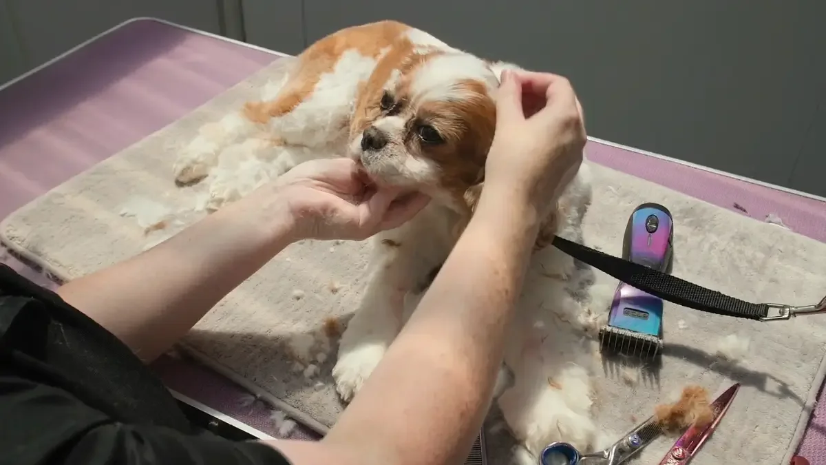 Daisy's comfort groom with Mama Michelle (2 videos)